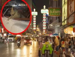 Pengemudi Bentley Bawa Singa di area Jok Belakang Gemparkan Thailand