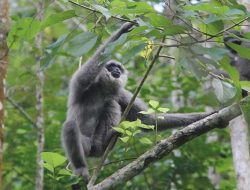 5 Fakta Menarik Gibbon, Primata dengan DNA Mirip Individu