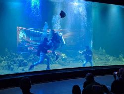 Aquarium Indonesia Pangandaran Hadirkan Nuansa Imlek dengan Dekorasi dan Hiburan Unik